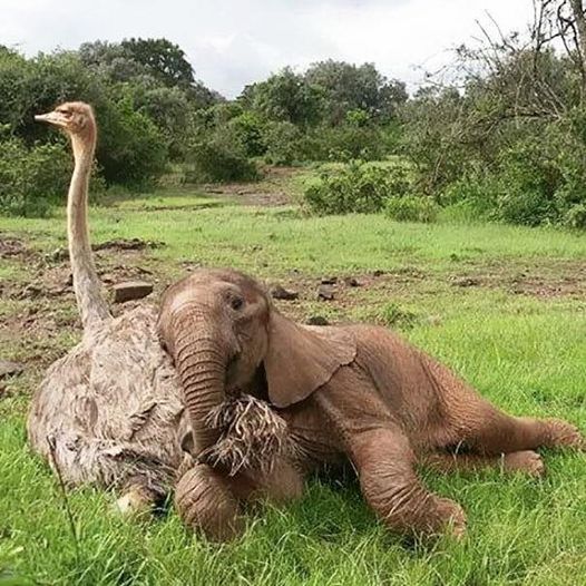 pais24hs.com - Mãe é quem cria: essa avestruz e seu filhote elefante não deixam dúvidas