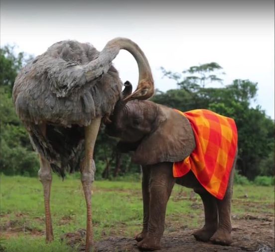 pais24hs.com - Mãe é quem cria: essa avestruz e seu filhote elefante não deixam dúvidas