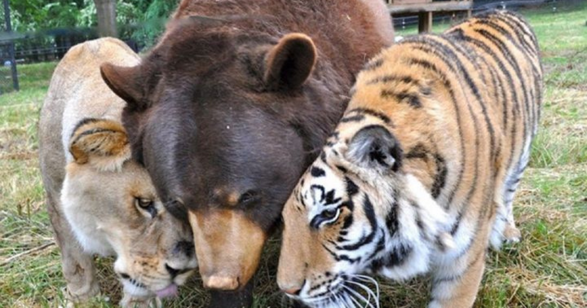 Urso, leão e tigre nunca se encontrariam na natureza , mas neste lugar eles vivem juntos a 15 anos pais24hs.com - Urso, leão e tigre nunca se encontrariam na natureza , mas neste lugar eles vivem juntos a 15 anos