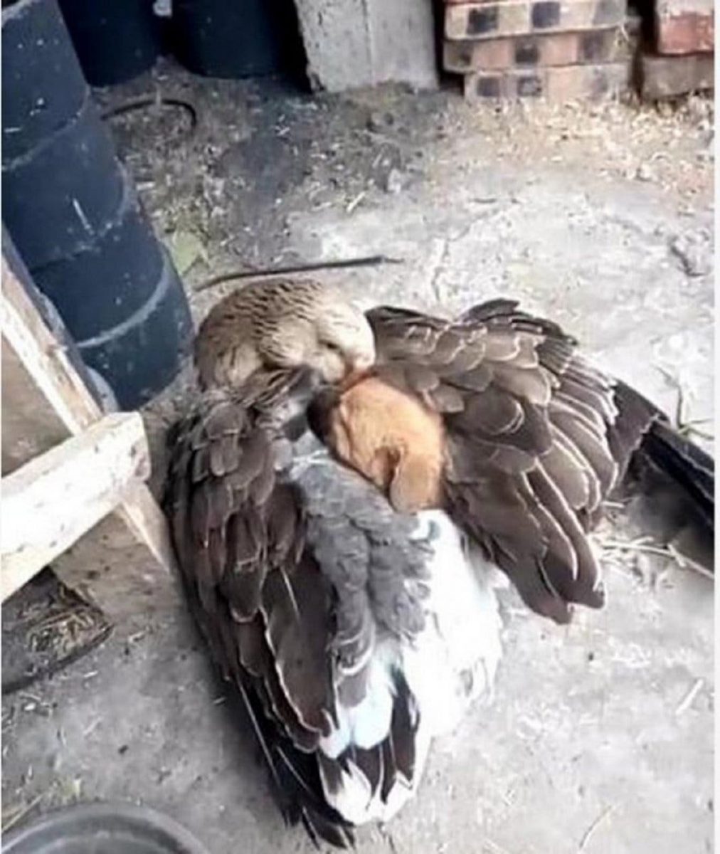 duck protects puppy 1 1068x1266 1 scaled - Pato acolhe em suas asas e aquece filhote de cão abandonado no frio