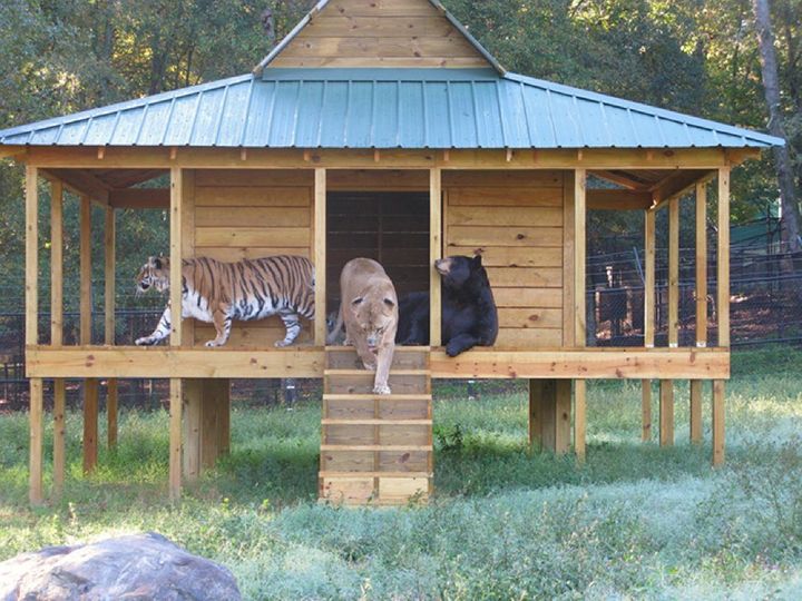Urso, leão e tigre nunca se encontrariam na natureza , mas neste lugar eles vivem juntos a 15 anos pais24hs.com - Urso, leão e tigre nunca se encontrariam na natureza , mas neste lugar eles vivem juntos a 15 anos
