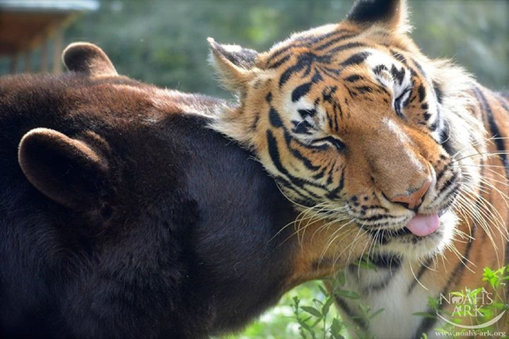 Urso, leão e tigre nunca se encontrariam na natureza , mas neste lugar eles vivem juntos a 15 anos pais24hs.com - Urso, leão e tigre nunca se encontrariam na natureza , mas neste lugar eles vivem juntos a 15 anos