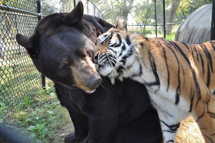 Urso, leão e tigre nunca se encontrariam na natureza , mas neste lugar eles vivem juntos a 15 anos pais24hs.com - Urso, leão e tigre nunca se encontrariam na natureza , mas neste lugar eles vivem juntos a 15 anos