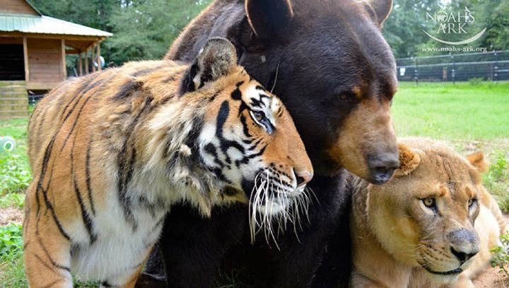 Urso, leão e tigre nunca se encontrariam na natureza , mas neste lugar eles vivem juntos a 15 anos pais24hs.com - Urso, leão e tigre nunca se encontrariam na natureza , mas neste lugar eles vivem juntos a 15 anos