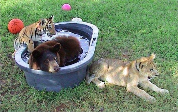 Urso, leão e tigre nunca se encontrariam na natureza , mas neste lugar eles vivem juntos a 15 anos pais24hs.com - Urso, leão e tigre nunca se encontrariam na natureza , mas neste lugar eles vivem juntos a 15 anos