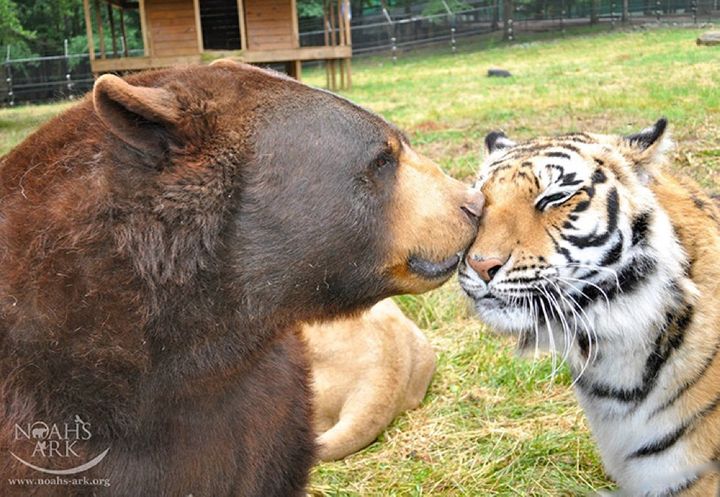 Urso, leão e tigre nunca se encontrariam na natureza , mas neste lugar eles vivem juntos a 15 anos pais24hs.com - Urso, leão e tigre nunca se encontrariam na natureza , mas neste lugar eles vivem juntos a 15 anos