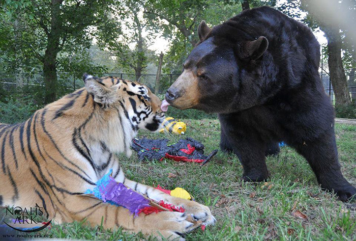 Urso, leão e tigre nunca se encontrariam na natureza , mas neste lugar eles vivem juntos a 15 anos pais24hs.com - Urso, leão e tigre nunca se encontrariam na natureza , mas neste lugar eles vivem juntos a 15 anos