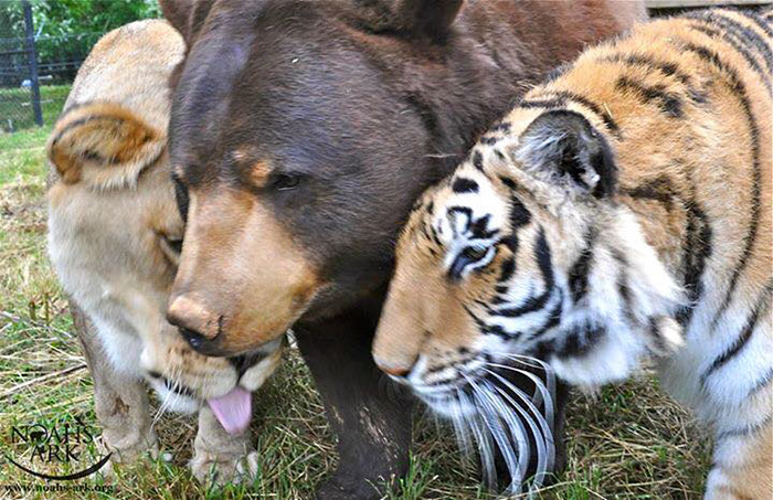 lion tiger bear unusual friendship animal shelter georgia 4 - Urso, leão e tigre nunca se encontrariam na natureza , mas neste lugar eles vivem juntos a 15 anos