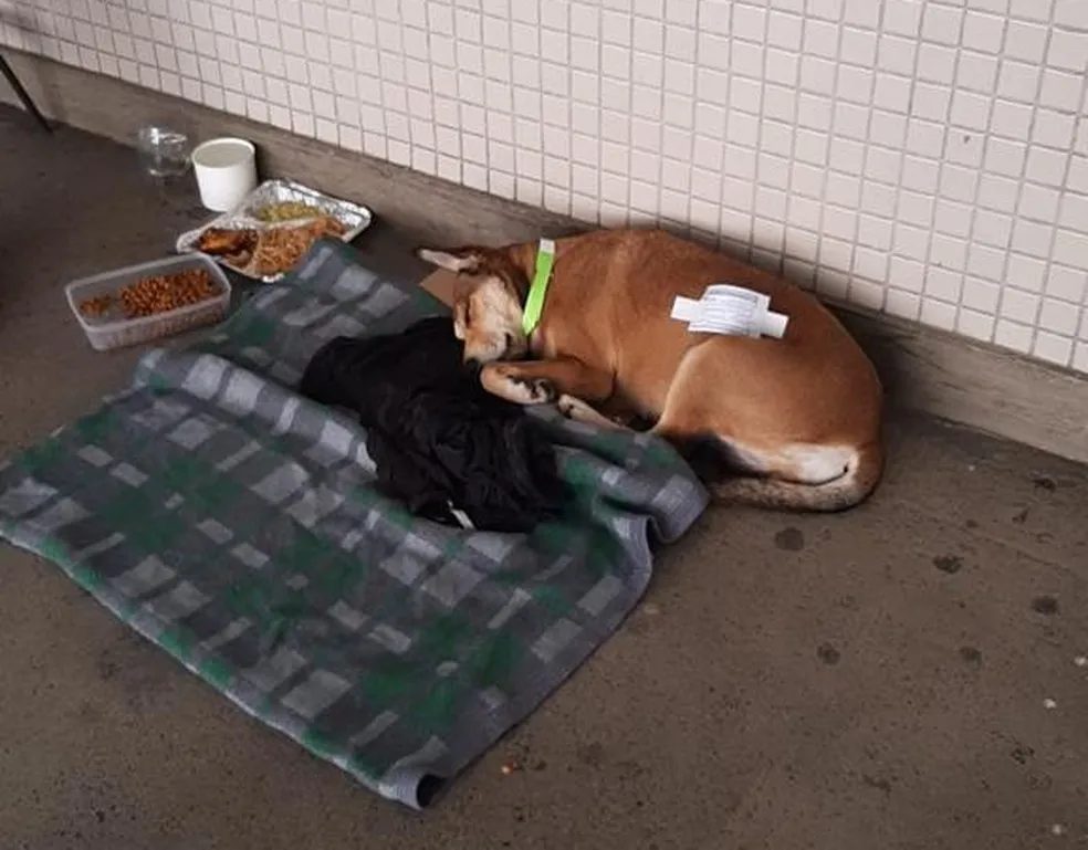pais24hs.com - Viralata de rua comove e Hospital libera pela 1ª vez um cão a entrar no Pronto Socorro