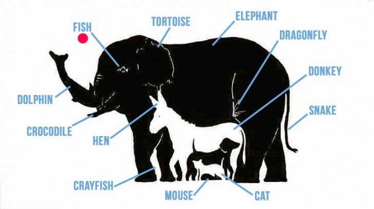 pais24hs.com - Consegue enxergar + de 6 animais na imagem, então talvez tenha inteligência acima da média