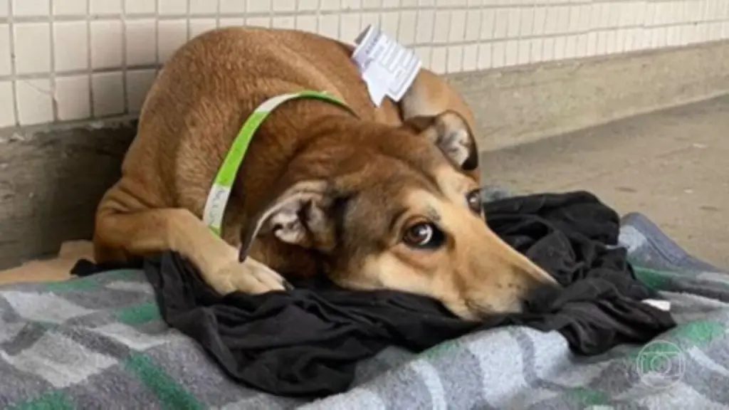 pais24hs.com - Viralata de rua comove e Hospital libera pela 1ª vez um cão a entrar no Pronto Socorro