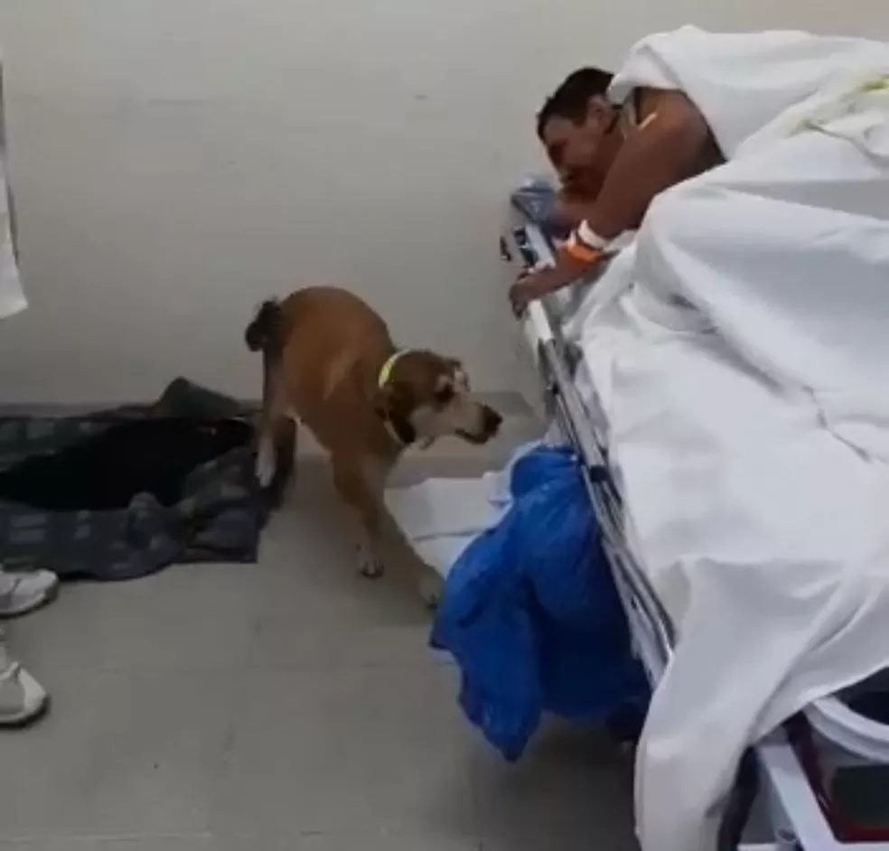 pais24hs.com - Viralata de rua comove e Hospital libera pela 1ª vez um cão a entrar no Pronto Socorro