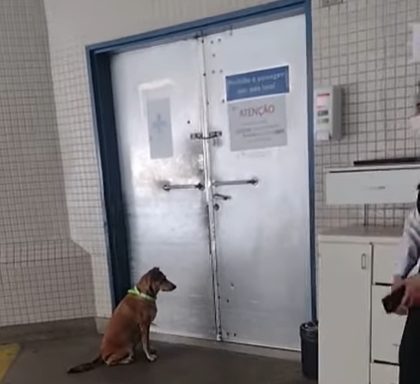 pais24hs.com - Viralata de rua comove e Hospital libera pela 1ª vez um cão a entrar no Pronto Socorro