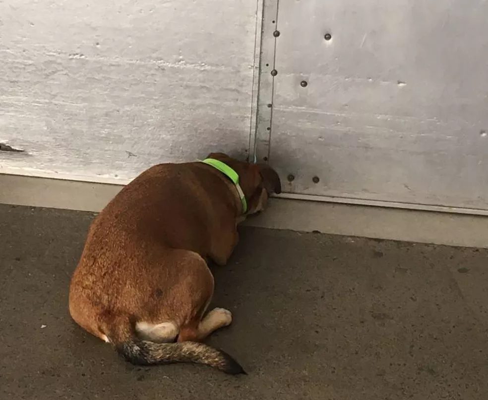 pais24hs.com - Viralata de rua comove e Hospital libera pela 1ª vez um cão a entrar no Pronto Socorro
