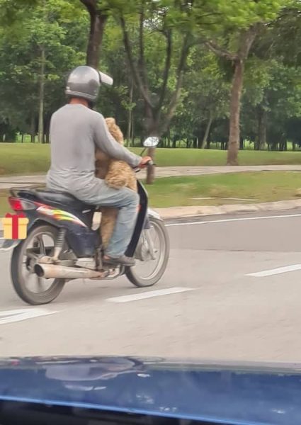 ima3 - Pai sem dinheiro fica feliz ao encontrar urso de pelúcia no lixo para presentear filha
